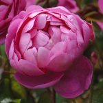 royal jubilee róża angiesla david austin
