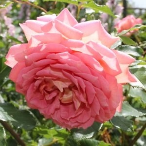 róża angielska jubilee celebration