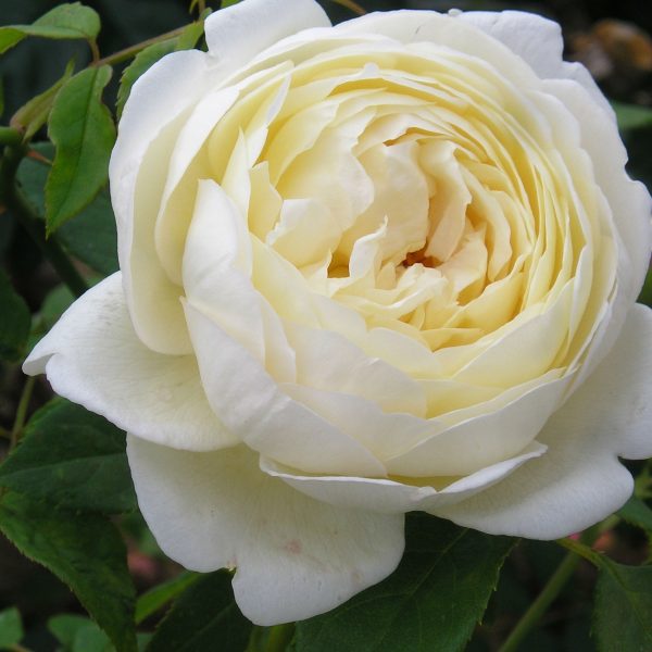 róża angielska clair austin