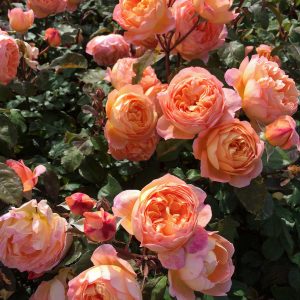 róża angielska lady emma hamilton
