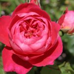róża benjamin britten