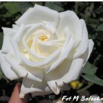 róża jan paweł II