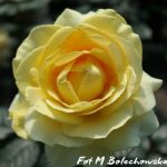 róża candelight2