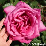 róża parole1