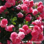 róża rosarium4