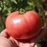 pomidor vp1 Pink King