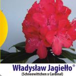 rododendron wladyslaw jagiello