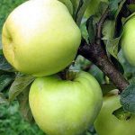 jabłoń antonówka zwykła