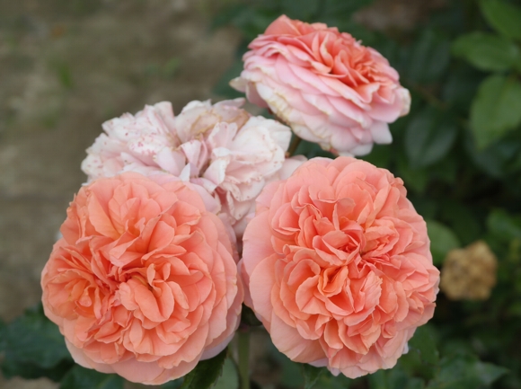 róża chippendale (6)