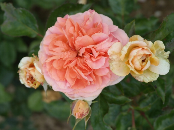 róża chippendale (7)
