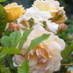 róża Ghislaine de Feligonde 1