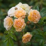 róża Ghislaine de Feligonde