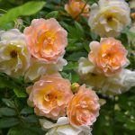 róża Ghislaine de Feligonde 2