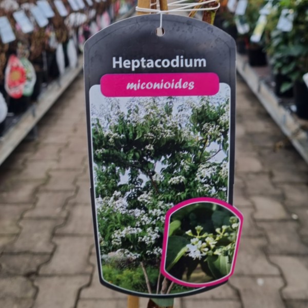 heptacodium