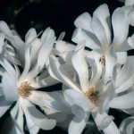magnolia waterlily1