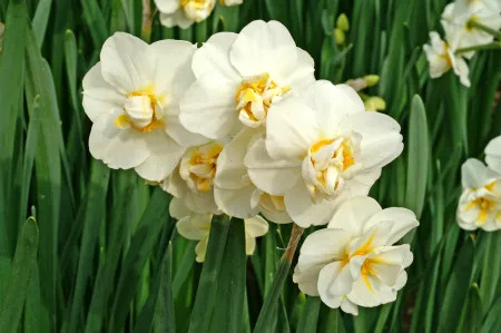 16327 Narcissus Cheerfulness 3