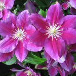 clematis hania