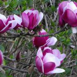 magnolia cameo