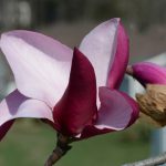 magnolia frank’s masterpeice