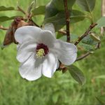 magnolia pride of norway