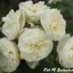 róża artemis (3)