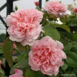 rose de tolbiac (2) (Mały)