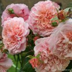 rose de tolbiac (5) (Mały)