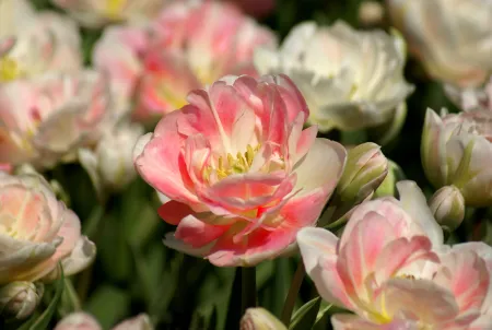 16236 Tulipa Angelique 3