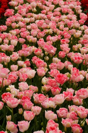 16236 Tulipa Angelique 5