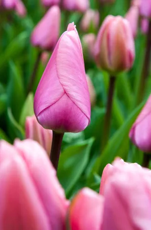 16477 Tulipa Big Love 3