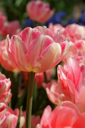 16825 Tulipa Foxtrot 8